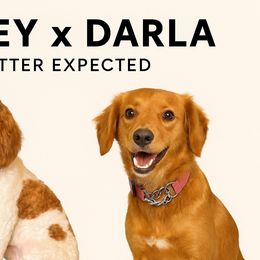 Assorted Doodle Crosses puppies from Porchlight Puppies