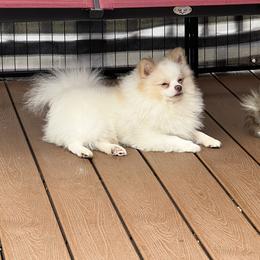 Taylor - Pomeranian