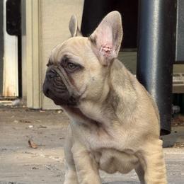 Bruce from OFA'd Parents - Fawn male French Bulldog puppy in Billings, Montana from Yellowstone Frenchies