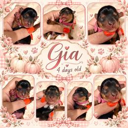Gia - Black and tan female Yorkipoo puppy in Tangipahoa County, Louisiana from Riche’ Louisiana Yorkies