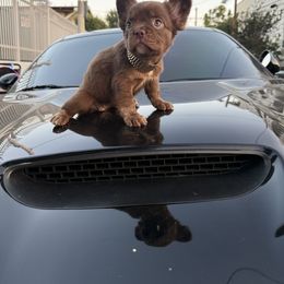 French Bulldog Puppies from westsidefrenchies