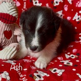 Ash - Black white and tan male Shetland Sheepdog puppy in Idaho from Bellissimo Shelties