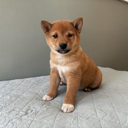 Pumpkin - Red male Shiba Inu puppy in Monett, Missouri from Happy Tails Shiba Inus