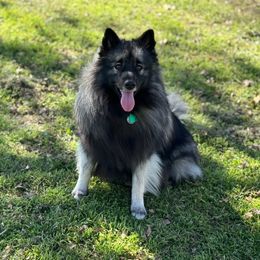 Zeus - Companion Cross