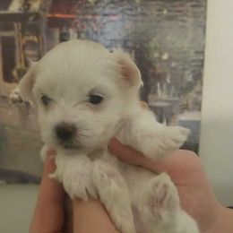 Angel - Maltese