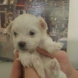 Angel - Maltese