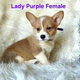 Purple Female - Red female Pembroke Welsh Corgi puppy in Wayne City, Illinois from Lash Livestock & Corgis
