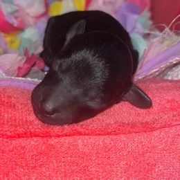 Girl 1 - Black Poodle puppy in Savannah, Georgia from Hollywood Furbabies LLC