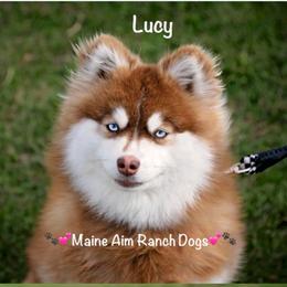 Lucy - Pomsky