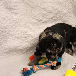 Hannah - Goldendoodle puppy in Sarasota, Florida from Oodles of Poodles and Doodles