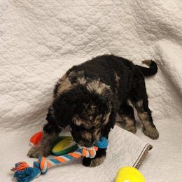 Hannah - Goldendoodle puppy in Sarasota, Florida from Oodles of Poodles and Doodles
