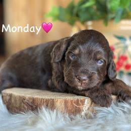 Monday - Red tri-color female Aussiedoodle puppy in Lancaster, Minnesota from Finney Ranch