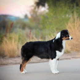 Fancy - Australian Shepherd