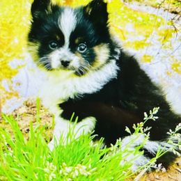 Jimmy Choo - Black and tan parti male Pomeranian puppy in Buck Valley, Pennsylvania from Buck Valley Pomeranians