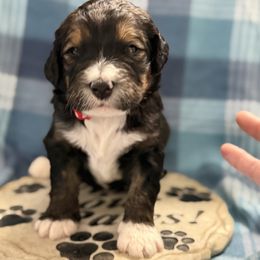 Gracie - Tri-color female Bernedoodle puppy in Phelan, California from PuppyPaws4U
