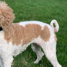 Leah - Labradoodle