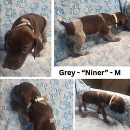 GREY - Niner - Liver roan male German Shorthaired Pointer puppy in Gilbert, Arizona from Stellar GSPs
