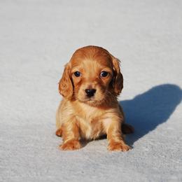 AKC Lemon - Cream male Dachshund puppy in Billings, Missouri from Bundles of Joy