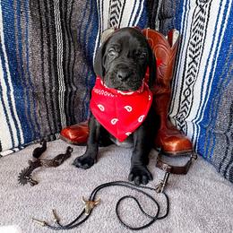 Andarna - Black and white female Great Dane puppy in Climax, Michigan from Beaver Creek Danes
