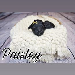 Paisley(yellow tag) - Black Poodle puppy in California from Musical Poodles