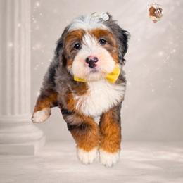 North - Blue merle female Bernedoodle puppy in Canton, Georgia from Teddy Puppies