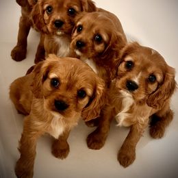 Cavalier King Charles Spaniel Puppies from Sweet Southern Cavaliers