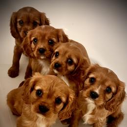 Cavalier King Charles Spaniel Puppies from Sweet Southern Cavaliers