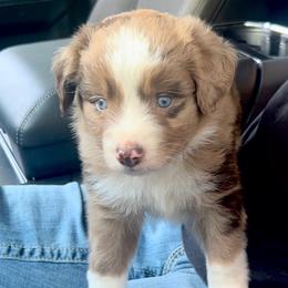 Ash - Red merle female Miniature Australian Shepherd puppy in Ringgold, Louisiana from Barrett's Buddies