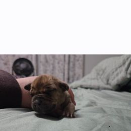 Pink Girl - Brown female Boerboel puppy in Laramie, Wyoming from Standing Stone Boerboels