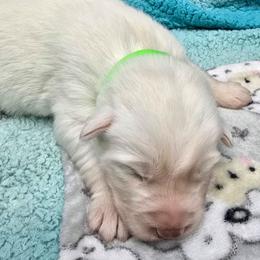 Green boy - White male Siberian Husky puppy in Quincy, Illinois from Boden Breeding
