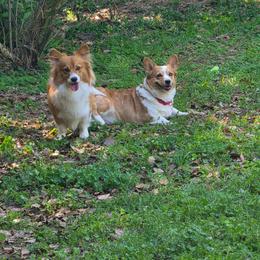 American Corgi puppies from Koko's Korgis