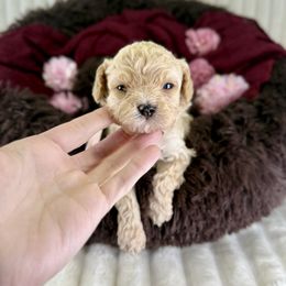 Light pink collar girl - Apricot female Poodle puppy in Crete, Illinois from Plum Valley Pups