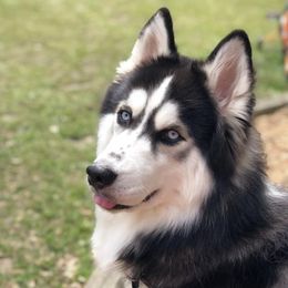 Siberian Huskies from Southern Blues Siberian Huskies