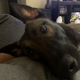 Ivy - Belgian Malinois