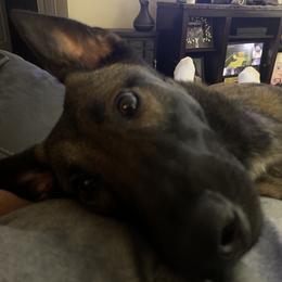 Ivy - Belgian Malinois