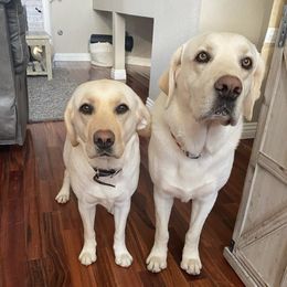 Labrador Retrievers from Flores Family Labradors