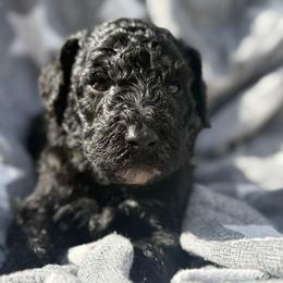 Merle - Black male Poodle puppy in Dayton, Washington from Country Sundance Poodles