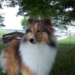 Faith - Shetland Sheepdog