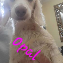 Opal - Dachshund