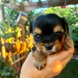Rosie - Blue and gold female Yorkshire Terrier puppy in Yuma, Arizona from Yuma Yorkie