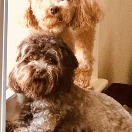 Starfire - Shihpoo