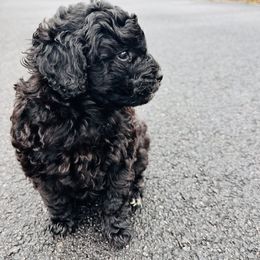 "Eve" Goldendoodle Puppies from Christi's Goldendoodles