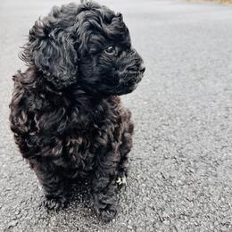 "Eve" Goldendoodle Puppies from Christi's Goldendoodles