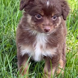 Happy - Red tri female Miniature Australian Shepherd puppy in Mc Lean, Illinois from Kickapoo Creek Toy & Mini Aussies