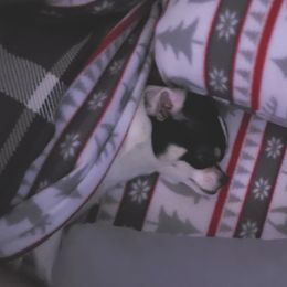 Chihuahua Puppies from Fine Whines & Lickers