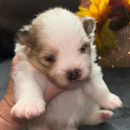 Aspen - Chocolate merle male Pomeranian puppy in Zavalla, Texas from Precious Puff Poms