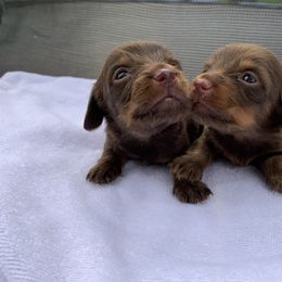 Dachshund Puppies from L & A Dachshunds
