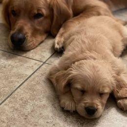 Golden Retrievers from Natasha Christensen