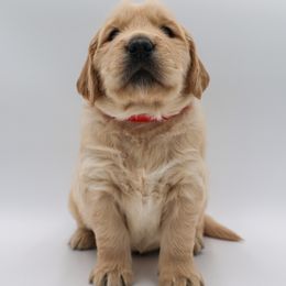 Golden Retriever Puppies from Wild Hearts Goldens