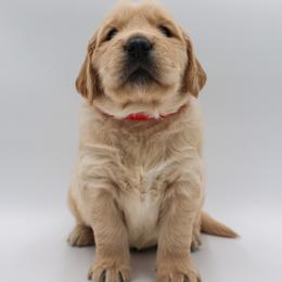 Golden Retriever Puppies from Wild Hearts Goldens